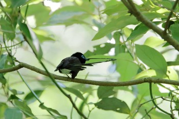 Black Paradise Flycatcher 氷取沢市民の森 Sat, 6/17/2017