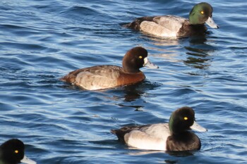 Greater Scaup 山下公園 Tue, 12/28/2021