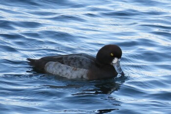 Greater Scaup 山下公園 Tue, 12/28/2021