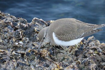 Common Sandpiper 山下公園 Tue, 12/28/2021