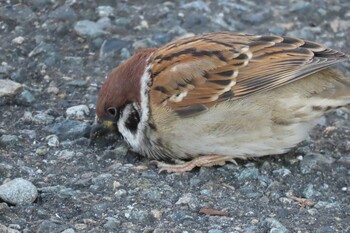 Eurasian Tree Sparrow 山下公園 Tue, 12/28/2021