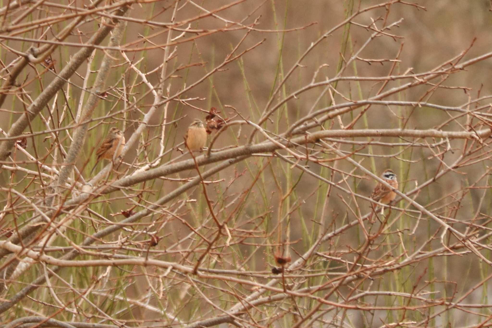 Photo of Meadow Bunting at 南アルプス邑野鳥公園 by Yuka