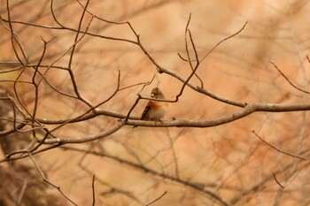 2021年12月19日(日) 南アルプス邑野鳥公園の野鳥観察記録