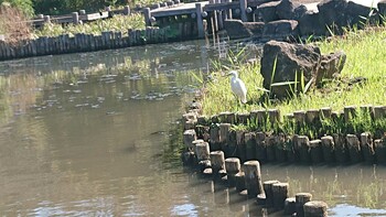 コサギ 馬場花木園 2021年10月24日(日)