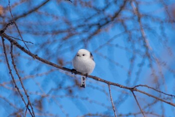 シマエナガ 真駒内公園 2021年12月28日(火)