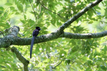 Black Paradise Flycatcher 氷取沢市民の森 Sat, 6/17/2017