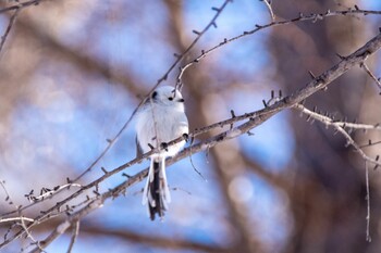 2021年12月28日(火) 真駒内公園の野鳥観察記録