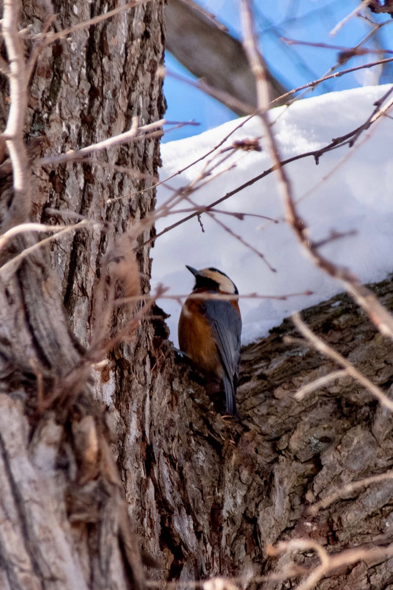 Varied Tit