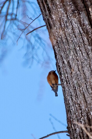 2021年12月28日(火) 円山公園の野鳥観察記録