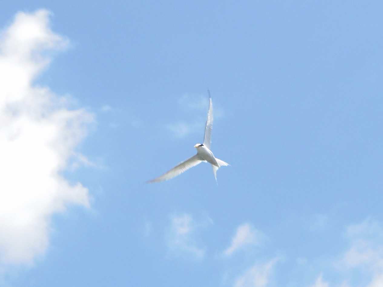 Photo of Little Tern at お台場 by smallfield