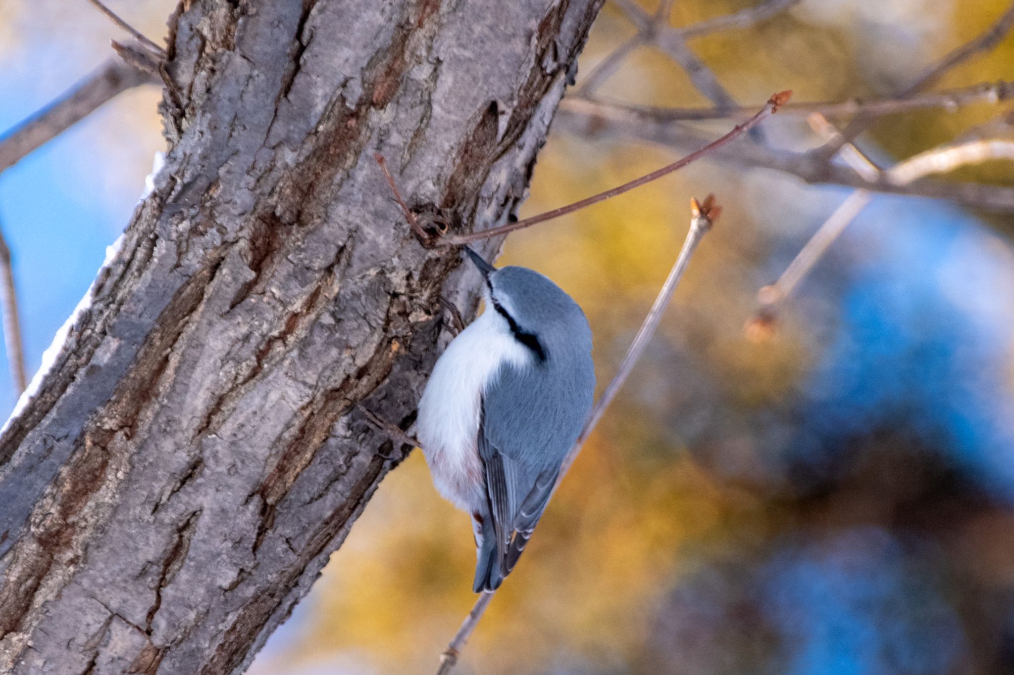 Photo of Eurasian Nuthatch at Makomanai Park by M310