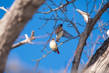 Japanese Waxwing Makomanai Park Tue, 12/28/2021