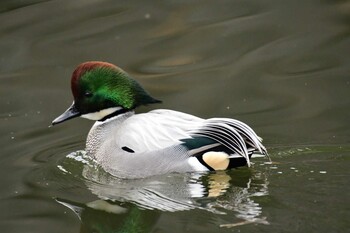 2021年12月25日(土) 皇居前広場のお堀の野鳥観察記録