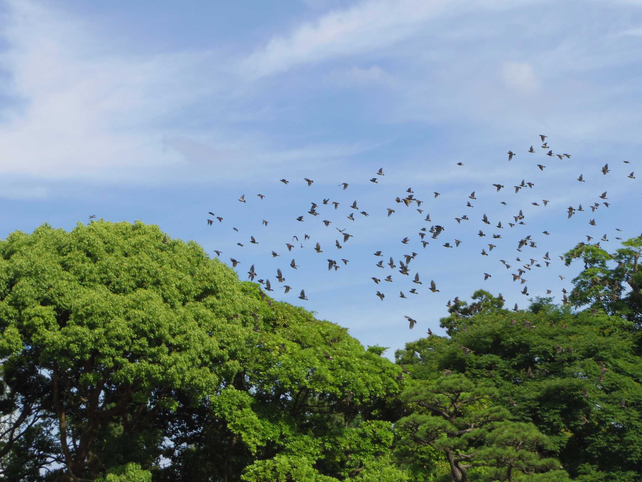 Photo of White-cheeked Starling at Hama-rikyu Gardens by smallfield