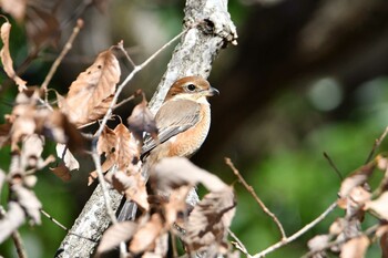 Bull-headed Shrike Yatoyama Park Tue, 12/28/2021