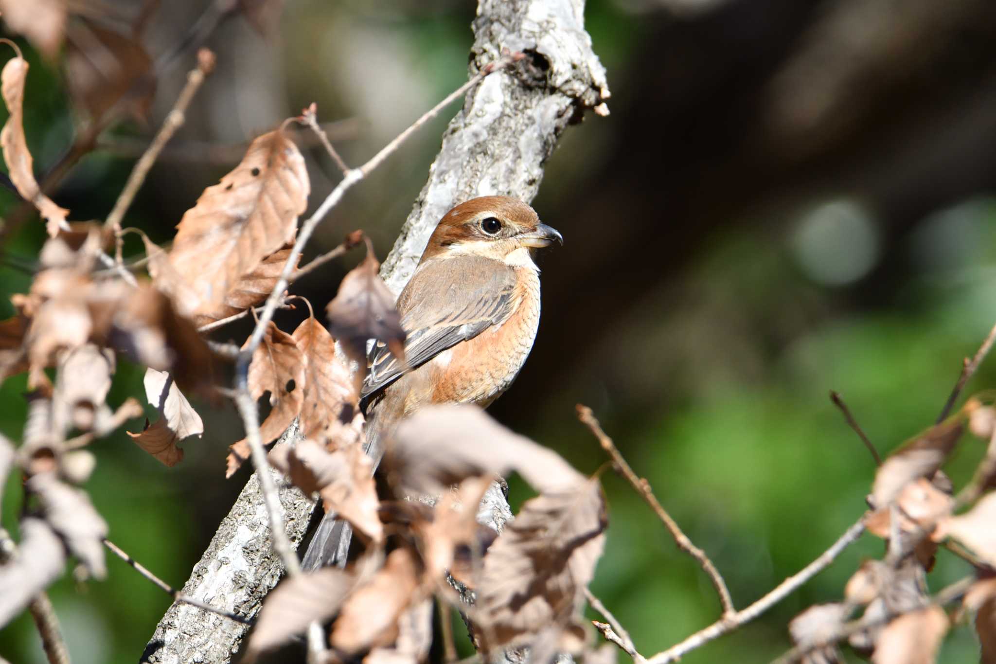 Bull-headed Shrike