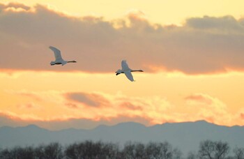 Tundra Swan(columbianus) 多々良沼 Sun, 12/19/2021