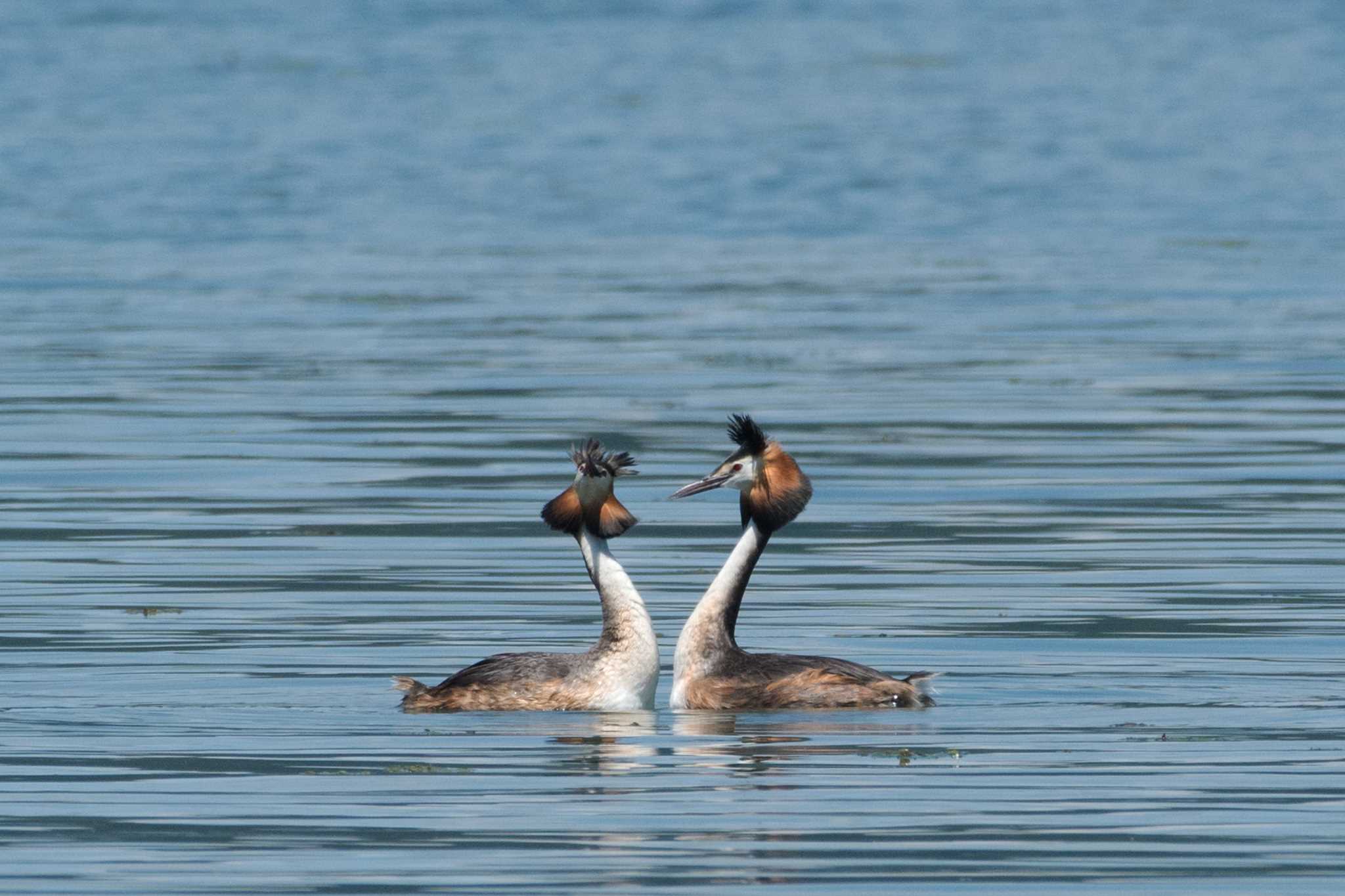 Photo of Great Crested Grebe at  by 倶利伽羅