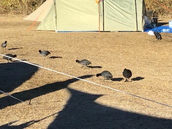 2021年12月26日(日) 田貫湖の野鳥観察記録