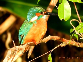 Common Kingfisher 金武町田いも畑(沖縄県) Tue, 12/28/2021