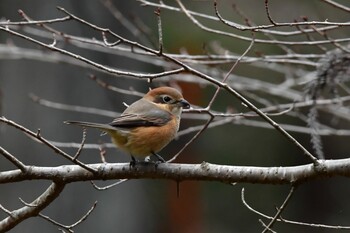 Bull-headed Shrike 油山市民の森 Tue, 12/28/2021