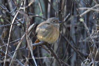 Tue, 12/28/2021 Birding report at 泉の森公園