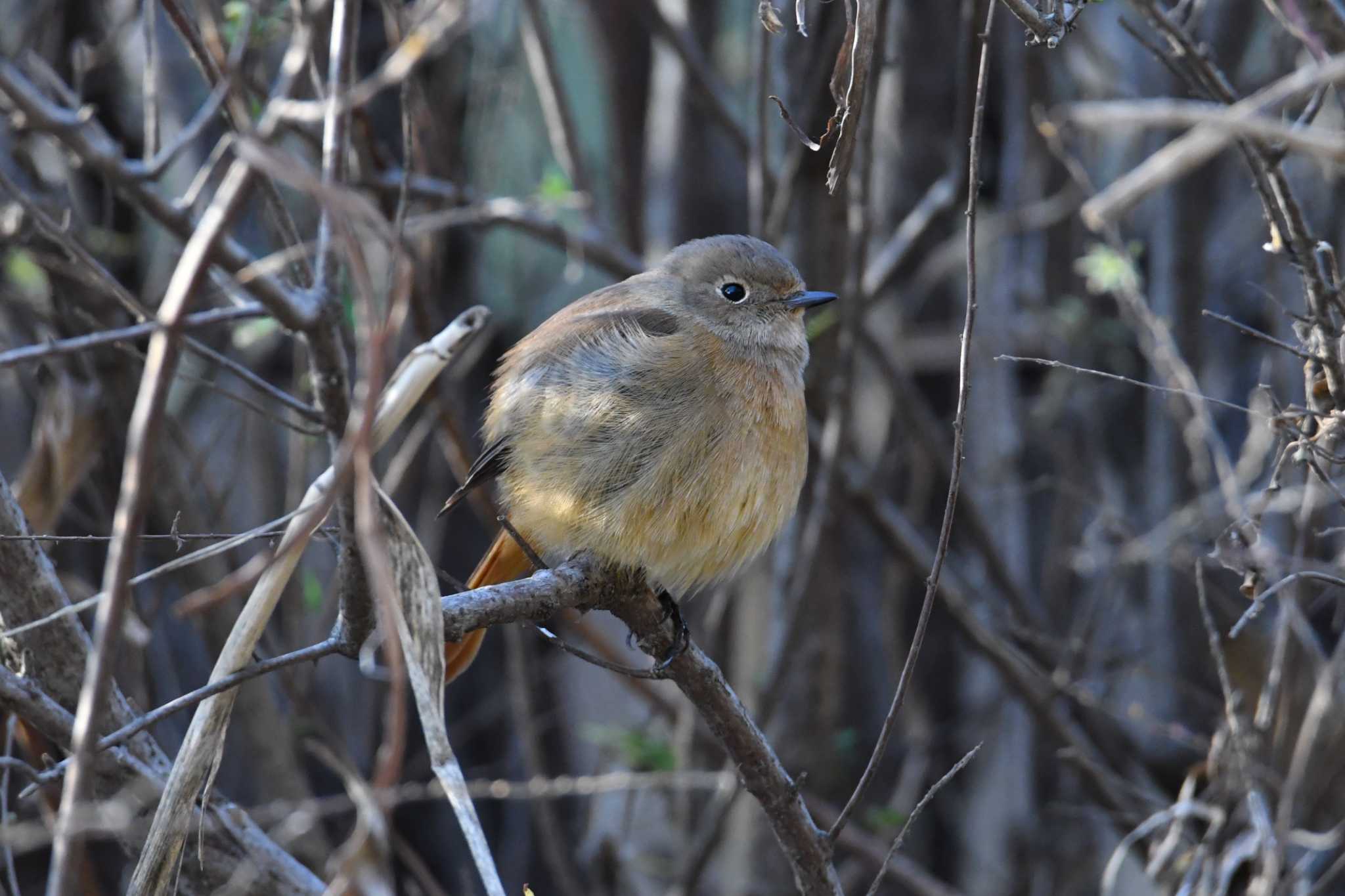 Daurian Redstart