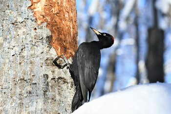 2021年12月28日(火) 野幌森林公園の野鳥観察記録