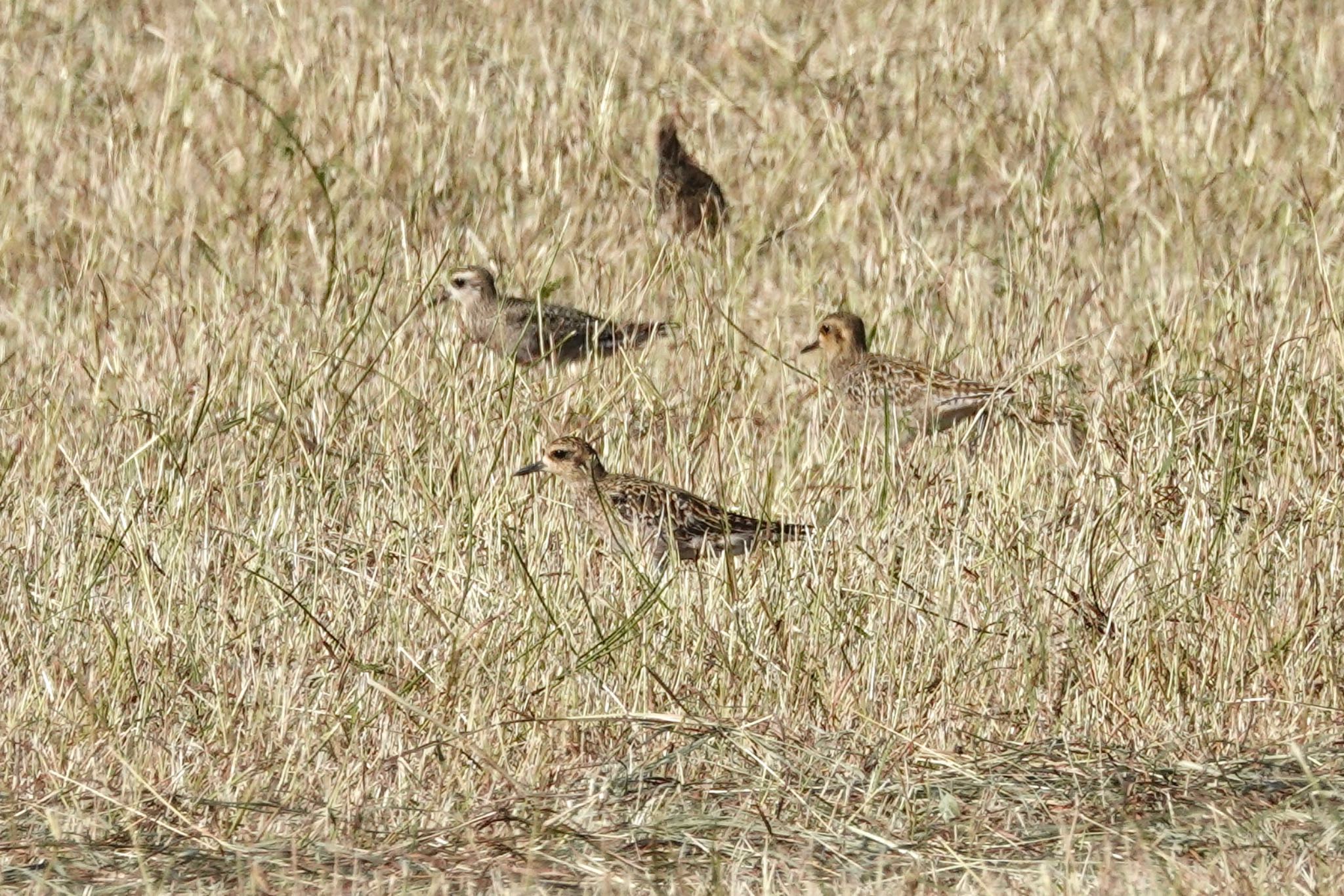 Photo of Pacific Golden Plover at 黒島(八重山郡) by のどか