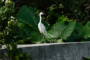 Little Egret 黒島(八重山郡) Sat, 10/30/2021