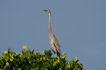 Purple Heron 黒島(八重山郡) Sat, 10/30/2021