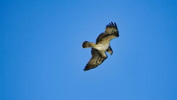 2021年12月13日(月) 甲子園浜(兵庫県西宮市)の野鳥観察記録