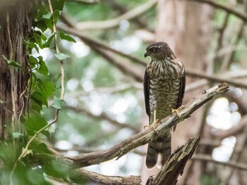 Japanese Sparrowhawk Koishikawa Botanical Garden(University of Tokyo) Sun, 9/26/2021