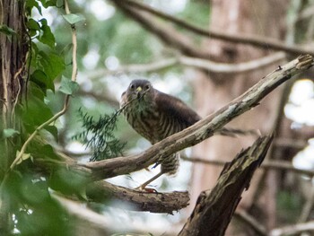 Japanese Sparrowhawk Koishikawa Botanical Garden(University of Tokyo) Sun, 9/26/2021