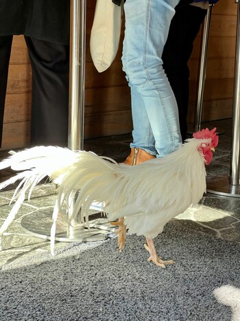 2021年12月25日(土) 伊勢神宮内宮の野鳥観察記録