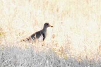 Grey-headed Lapwing 平塚田んぼ Tue, 12/28/2021