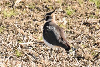 Northern Lapwing 平塚田んぼ Tue, 12/28/2021