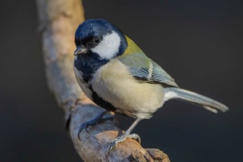 Japanese Tit 追分市民の森 Tue, 12/28/2021