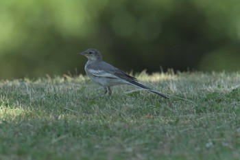 ハクセキレイ 三重県上野森林公園 2017年6月17日(土)