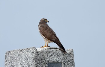 Grey-faced Buzzard 黒島(八重山郡) Sat, 10/30/2021