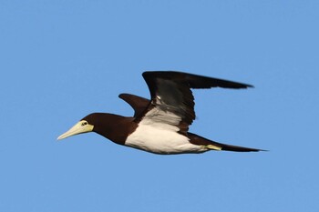 2021年12月25日(土) 谷山港の野鳥観察記録