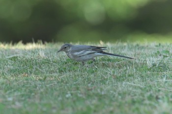 White Wagtail Mie-ken Ueno Forest Park Sat, 6/17/2017