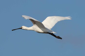 2021年12月25日(土) 鹿児島干拓の野鳥観察記録