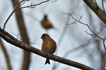 2021年12月29日(水) 長浜公園の野鳥観察記録