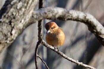 モズ 上尾丸山公園 2021年12月27日(月)