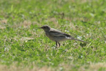 White Wagtail Mie-ken Ueno Forest Park Sat, 6/17/2017