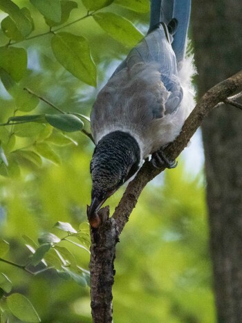 Azure-winged Magpie 染井霊園 Sun, 10/3/2021