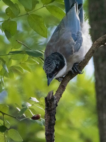 Azure-winged Magpie 染井霊園 Sun, 10/3/2021