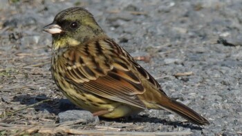 2021年12月29日(水) 埼玉県さいたま市の野鳥観察記録