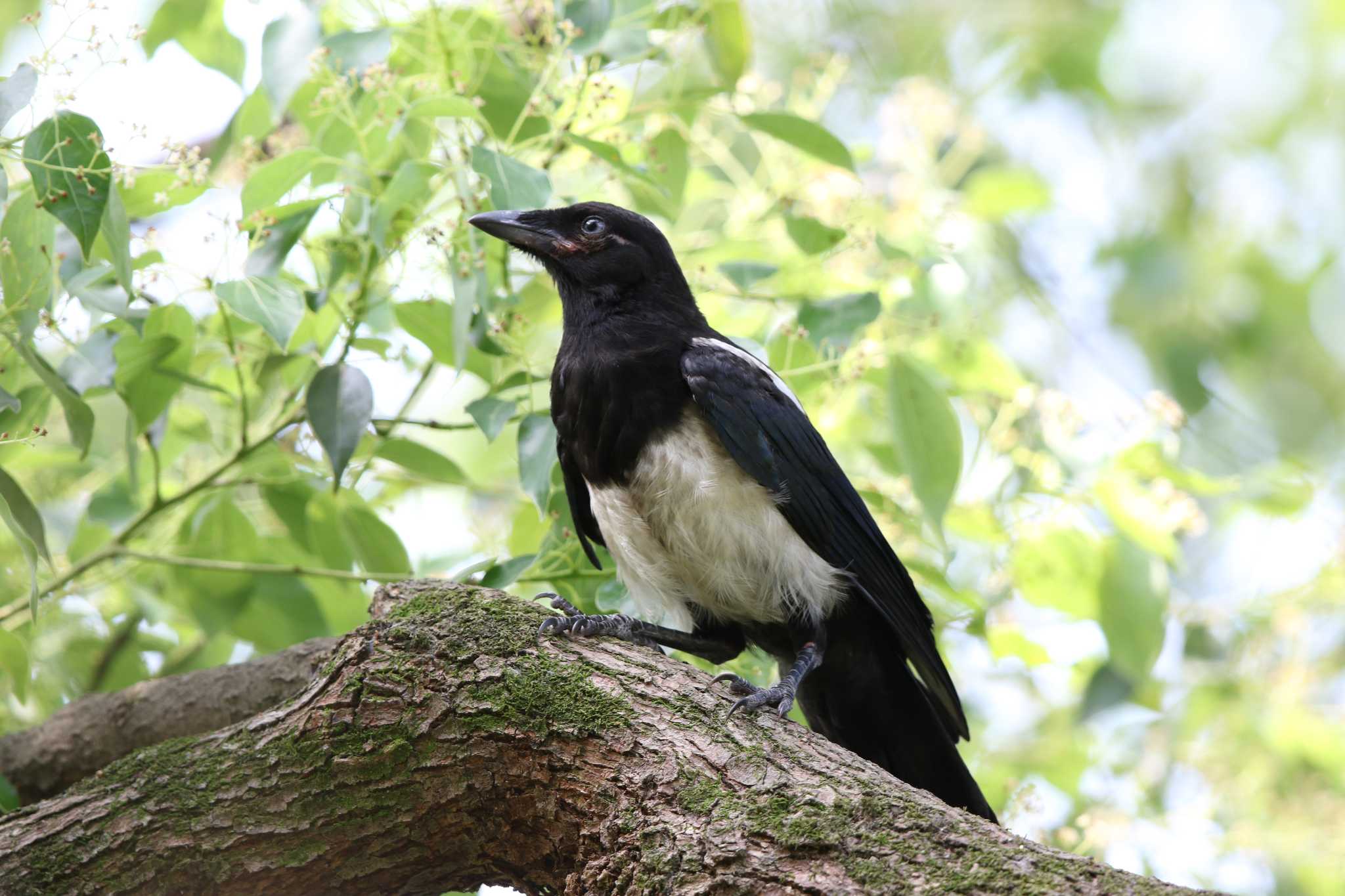 Photo of Eurasian Magpie at 台北植物園 by Trio